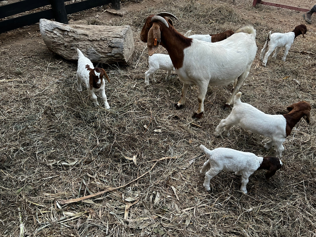 Cabras BoerBok