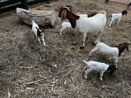 Cabras BoerBok