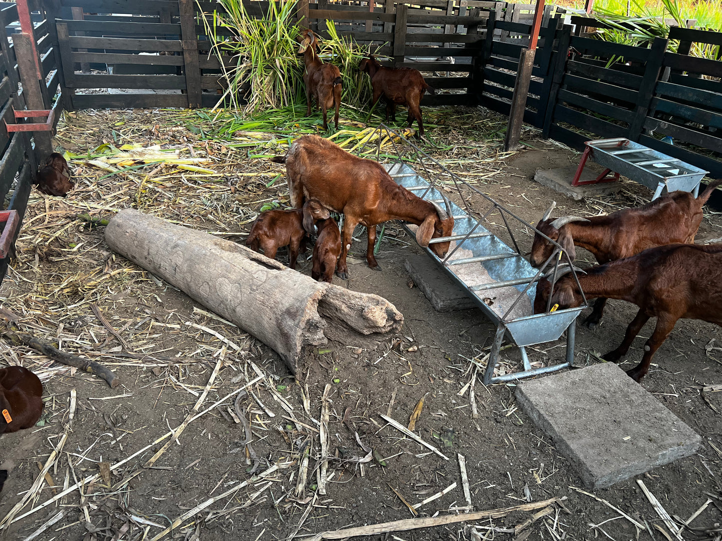 CAPRINOS BOERBOK REPRODUTOR -MACHO REPRODUTOR 4-7 MESES