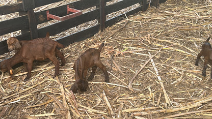 CAPRINOS BOERBOK REPRODUTOR -MACHO REPRODUTOR 4-7 MESES