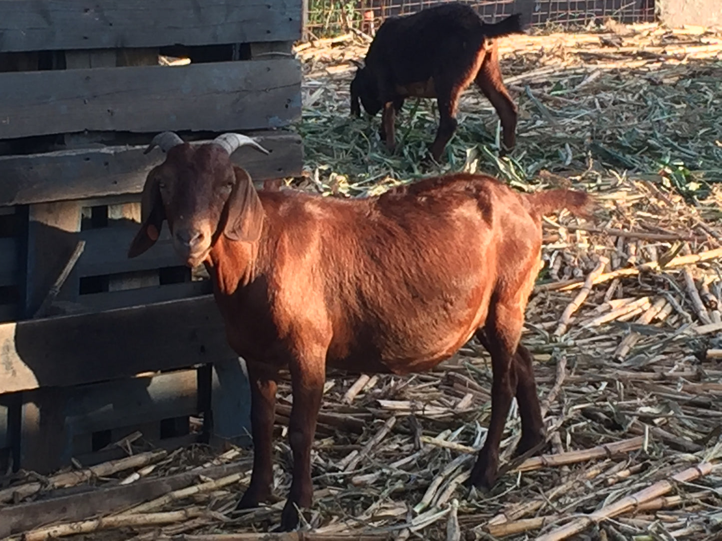 CAPRINOS BOERBOK REPRODUTOR -MACHO REPRODUTOR 4-7 MESES