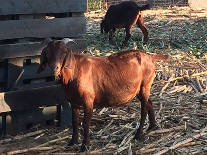 CAPRINOS BOERBOK REPRODUTOR -MACHO REPRODUTOR 4-7 MESES