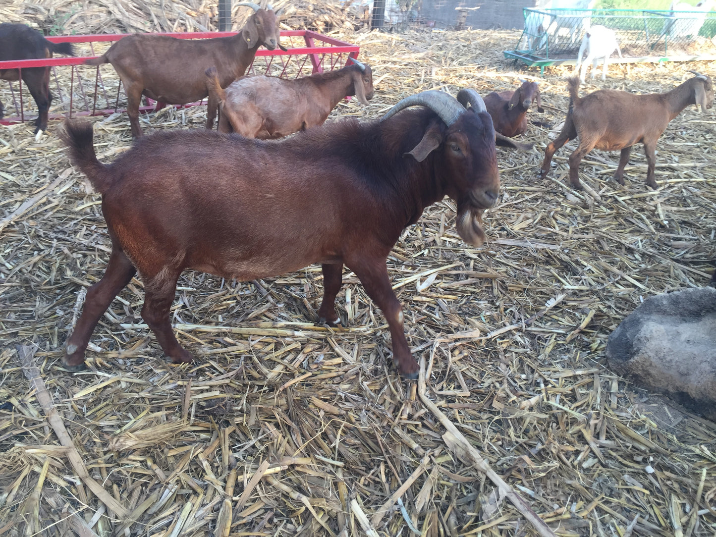 CAPRINOS BOERBOK REPRODUTOR -MACHO REPRODUTOR 4-7 MESES