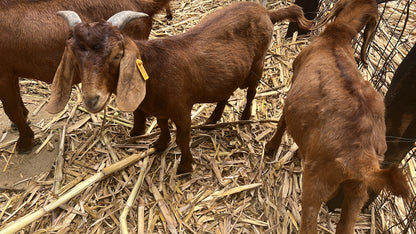 CAPRINOS BOERBOK REPRODUTOR -MACHO REPRODUTOR 4-7 MESES